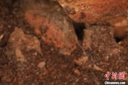 起卦问事江西发现蜘蛛新物种 为研究呵叻蛛属适应区域提供依据