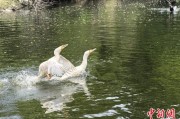起卦问事吉林：罕见白鸬鹚连续两年“故地重游”