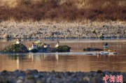 起卦问事歙县完成安徽首个县域生物多样性调查 共记录物种近4千种