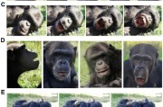 起卦问事国际最新研究：机器人“打哈欠” 黑猩猩被传染
